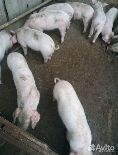 Поросята ландрас