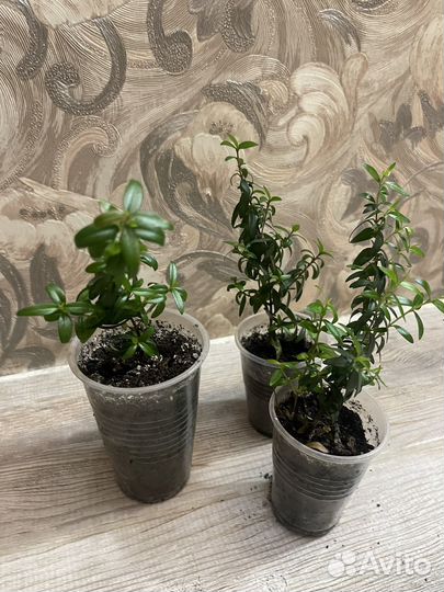 Комнатные цветы мирт