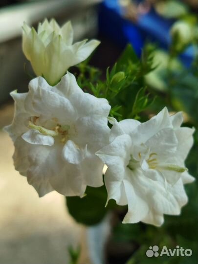 Кампанула Like me white