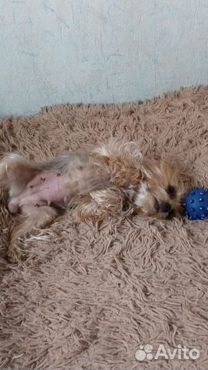 Передержка собак в домашних условиях