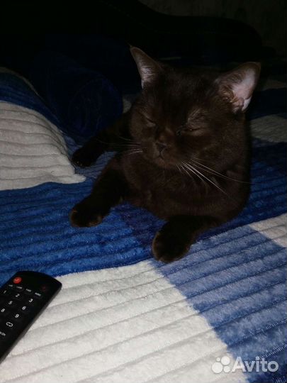 Домашние животные кошки