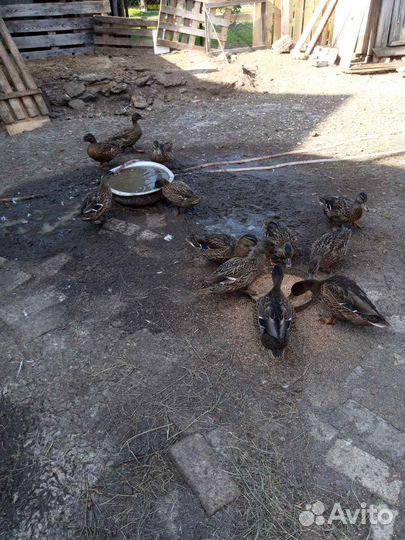 Подсадные утки чубарые