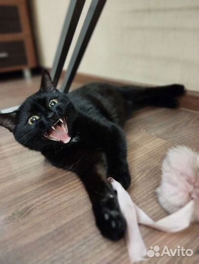 Черный котенок бесплатно