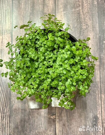 Кашпо, солейролия