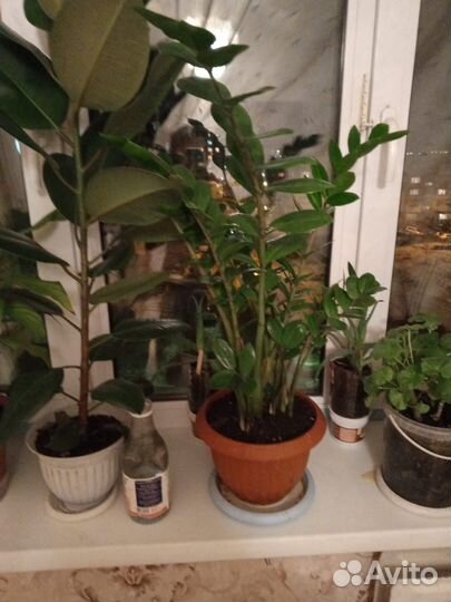 Замиокулькас