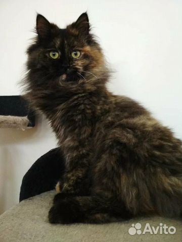 Кошка