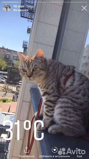 Кот приглашает невесту на вязку