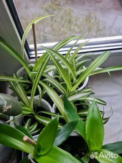 Золотой ус алое каланхое хлорофитум