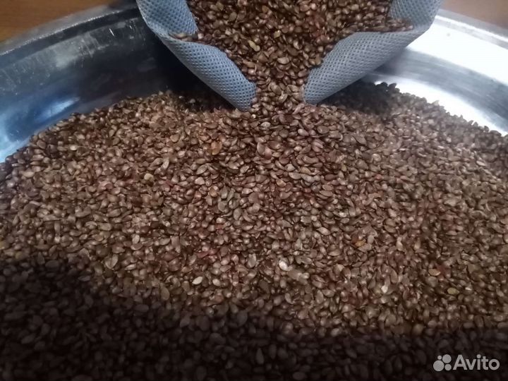 Семена ранета пурпурового