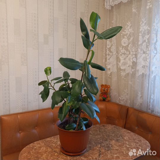 Фикус эластика