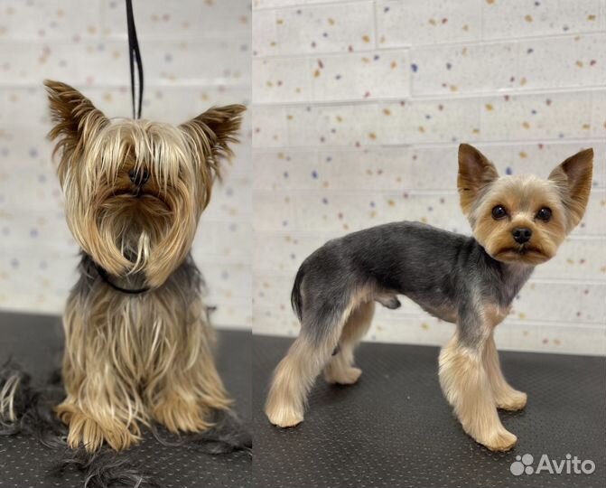 Стрижка собак всех пород