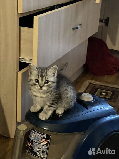 Отдам в добрые руки