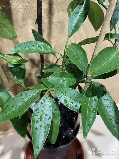 Мандарин Миагава