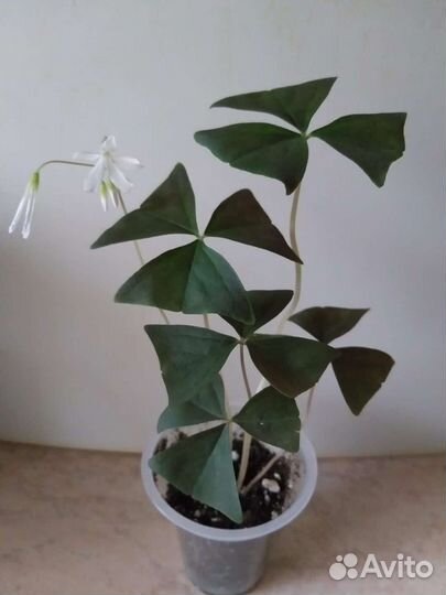 Комнатные цветочки