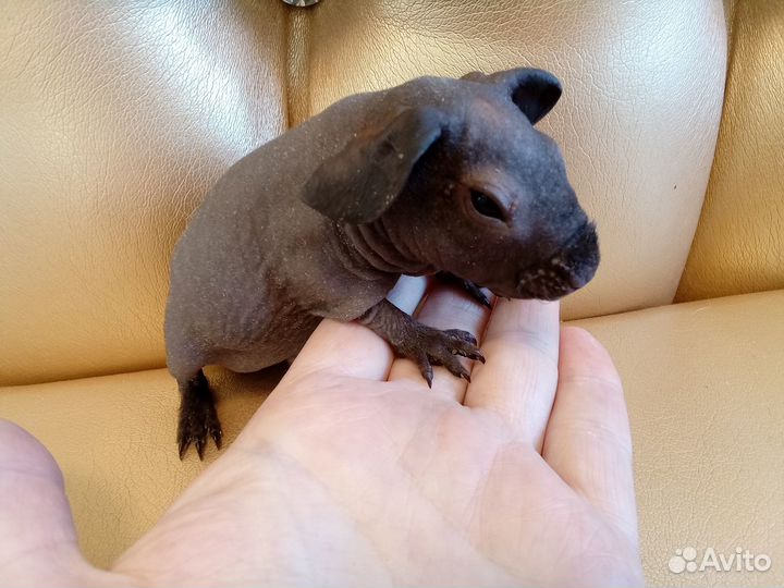 Морские свинки голые малыши с доставкой на адрес