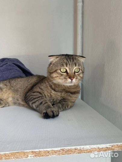 Шотландский вислоухий кот