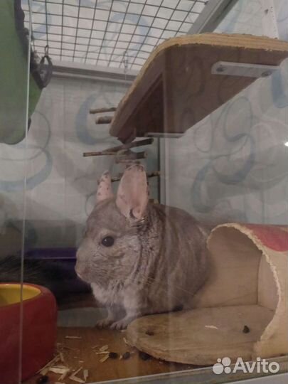 Шиншиллы с витриной