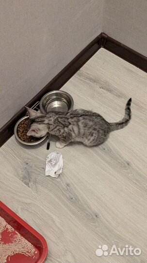 Бенгальские котята