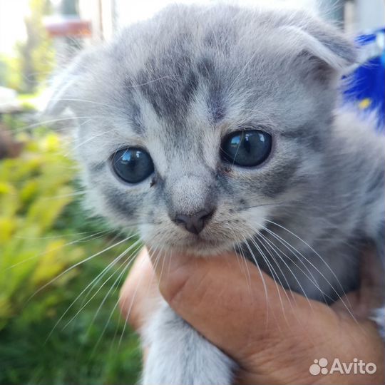 Британские вислоухие котята
