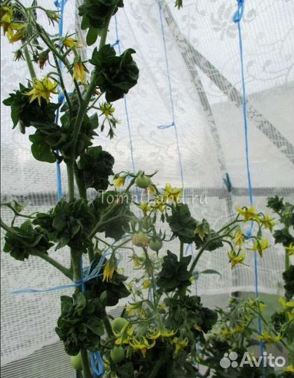 Рассада томатов экзотов