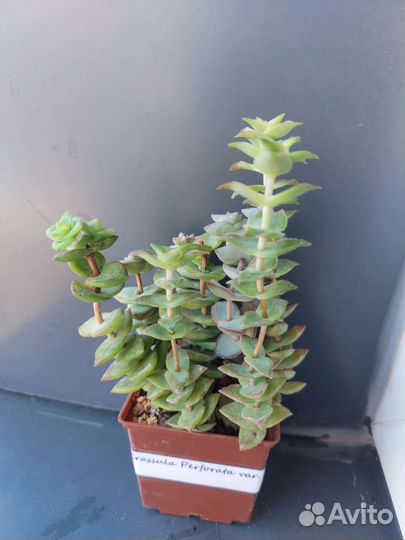 Суккуленты-2