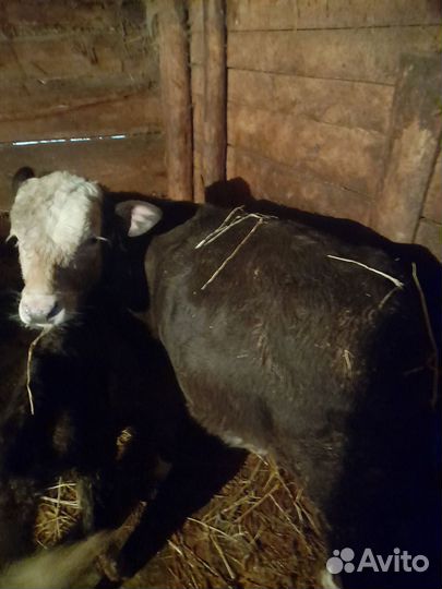 Бычки и быки