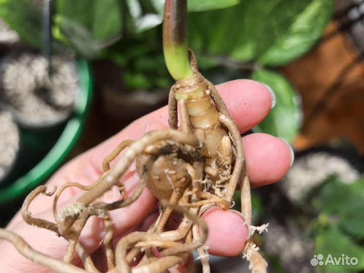 Замиокулькас вариегатный Big round leaf Black var