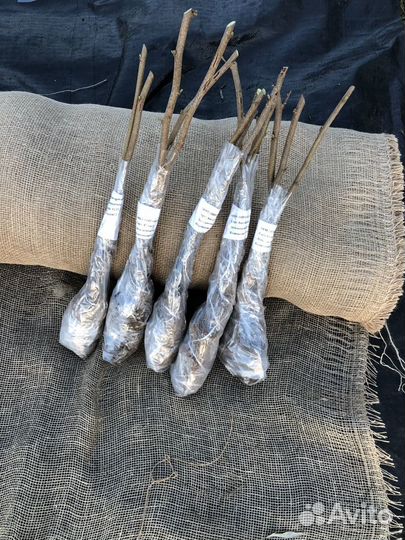 Саженцы фундука