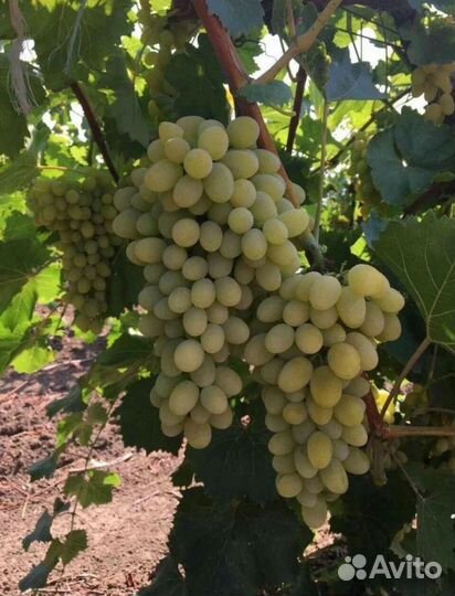 Виноград плевен саженцы