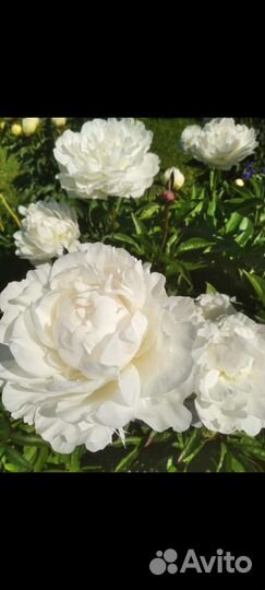 Пионы, ирисы корни, срезка