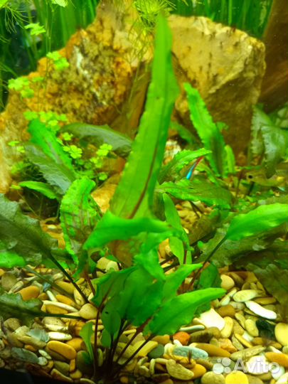 Аквариумное растение