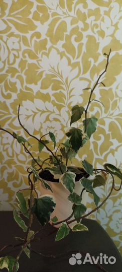 Плющ канарский