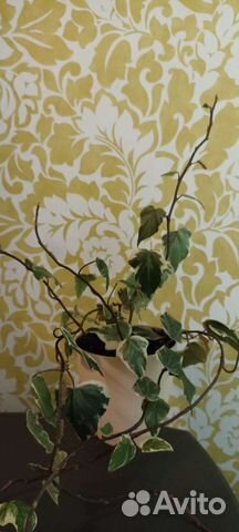 Плющ канарский