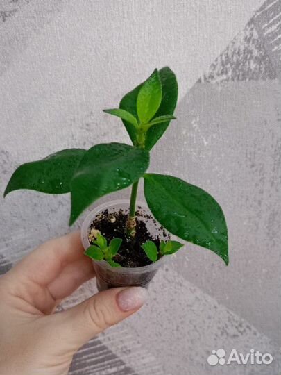 Эсхинантус