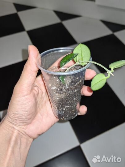 Хойя матильда сплеш