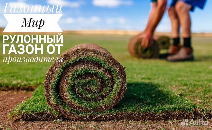 Рулонный газон