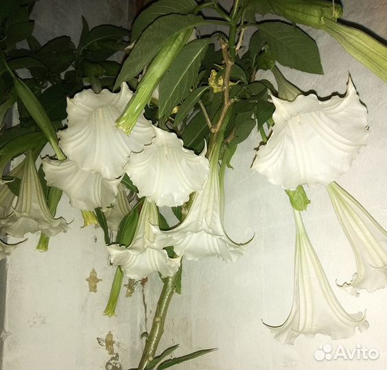 Бругмансия. любая высота