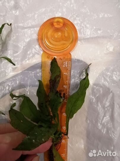 Аквариумные растения