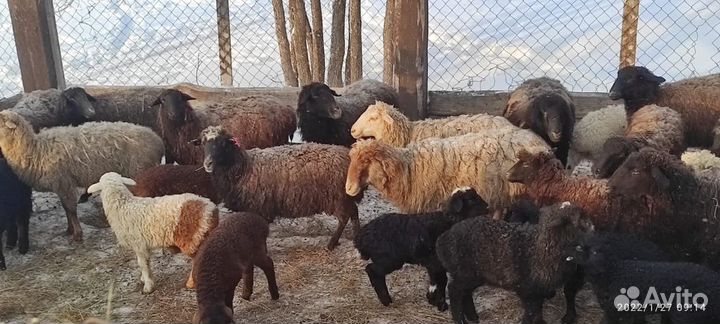 Бараны на Курбан