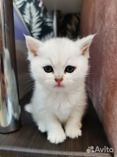 Шотландский котенок