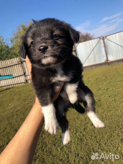 Щенки в дар