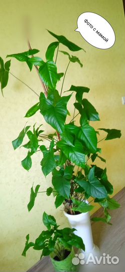 Аглаонема, сингониум, традесканция