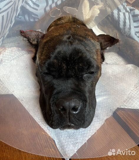 Купирование ушей и хвостов