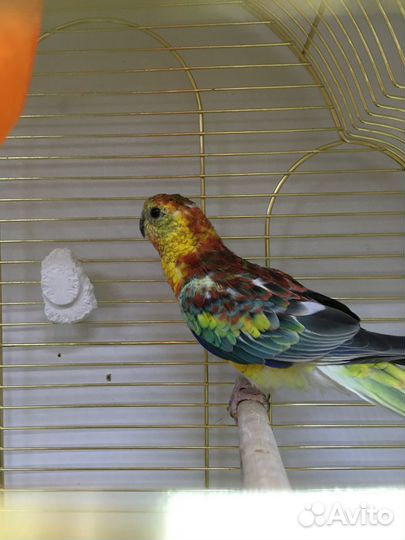 Волнистые попугайчики,кореллы,неразлучники