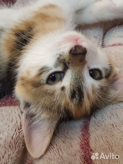 Котенок в добрые руки