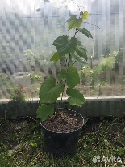 Саженцы винограда, зимостойкого неукрывного