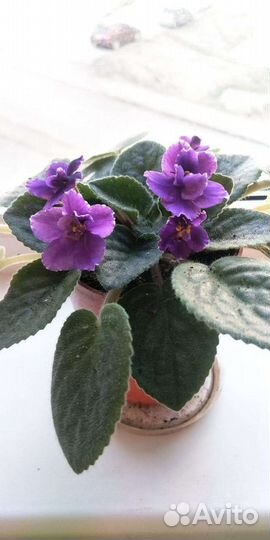 Цветок Фиалка детки