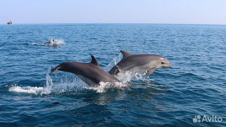К дельфинам в открытое море на катере