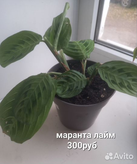 Комнатные цветы