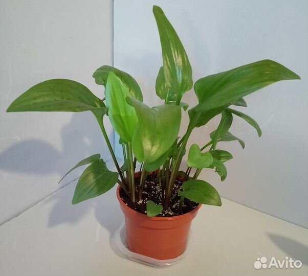 Дримиопсис пятнистый растение